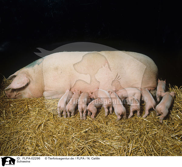 Schweine / pigs / FLPA-02296