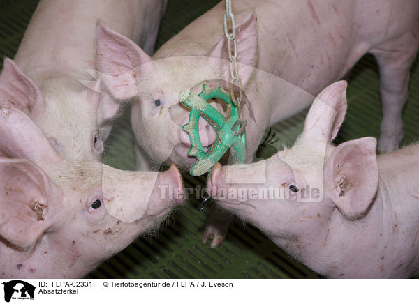 Absatzferkel / weaner pigs / FLPA-02331