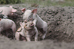 spielende Schweine