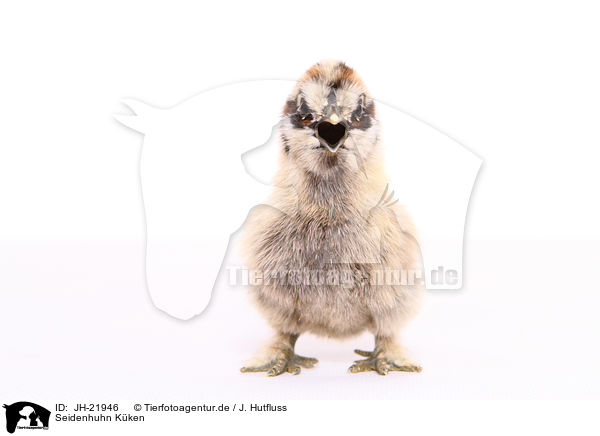 Seidenhuhn Kken / Silky Fowl chick / JH-21946