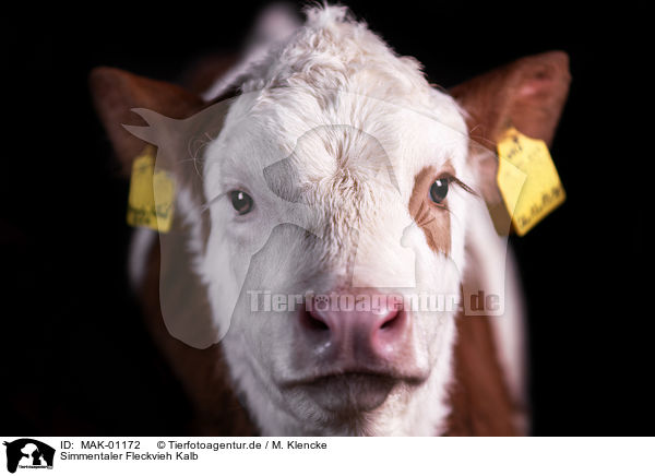 Simmentaler Fleckvieh Kalb / Fleckvieh cattle calf / MAK-01172