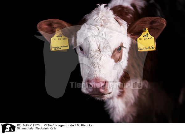 Simmentaler Fleckvieh Kalb / Fleckvieh cattle calf / MAK-01173