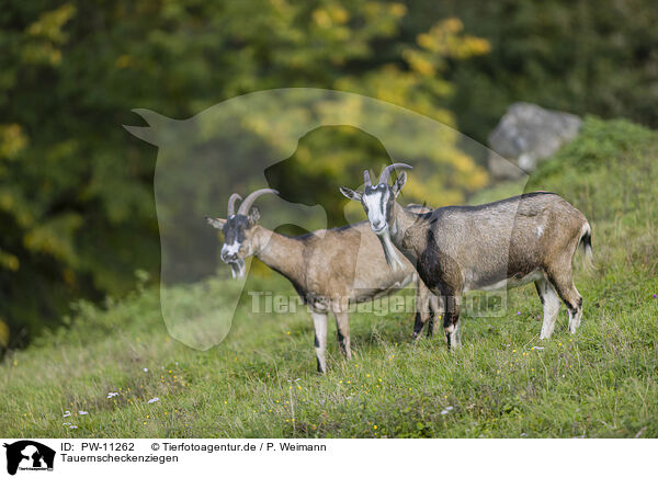 Tauernscheckenziegen / Tauernsheck Goats / PW-11262