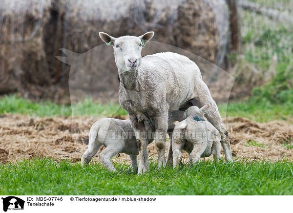 Texelschafe / sheeps / MBS-07746