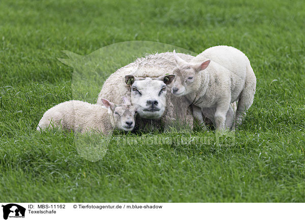 Texelschafe / Texel Sheeps / MBS-11162