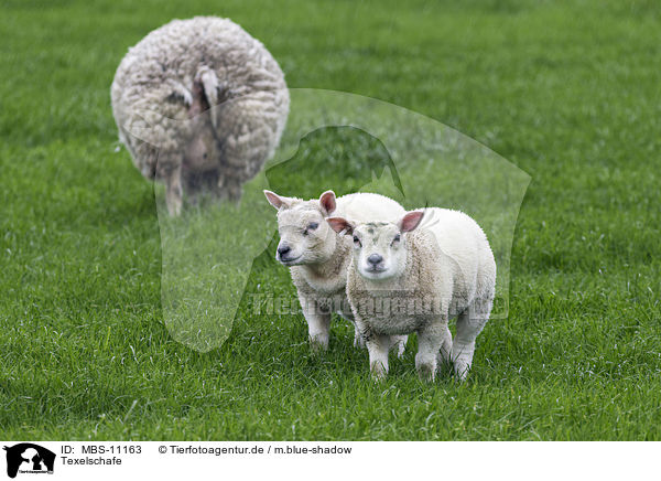Texelschafe / Texel Sheeps / MBS-11163