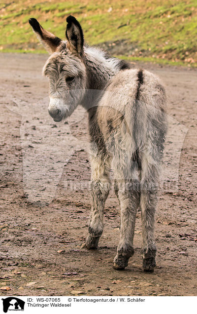 Thringer Waldesel / Thuringian Forest Donkey / WS-07065