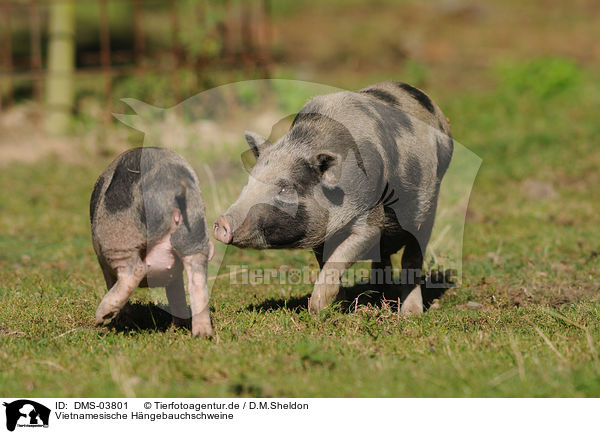 Vietnamesische Hngebauchschweine / DMS-03801