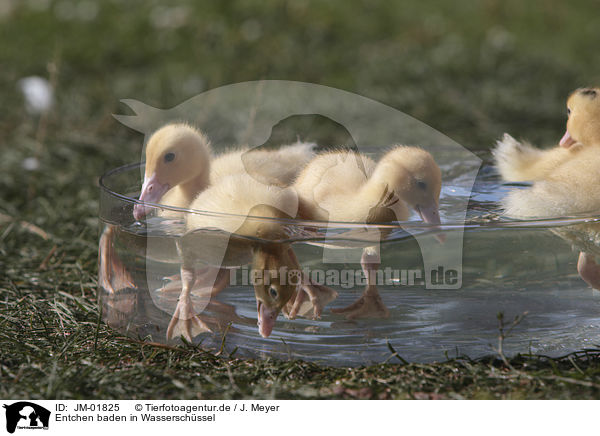 Entchen baden in Wasserschssel / Ducklings bathing in water bowl / JM-01825