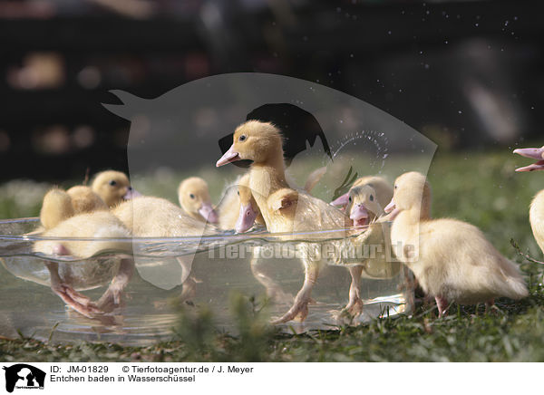 Entchen baden in Wasserschssel / Ducklings bathing in water bowl / JM-01829