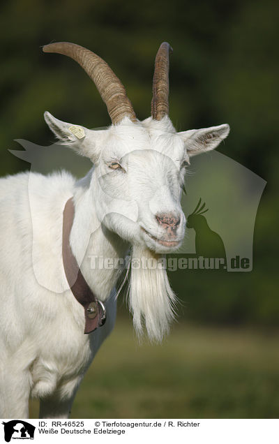 Weie Deutsche Edelziege / white german goat / RR-46525