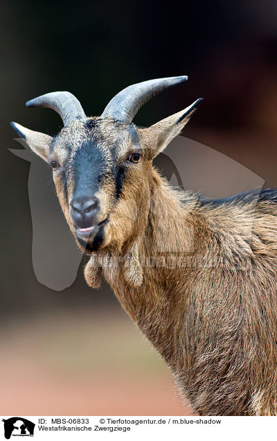 Westafrikanische Zwergziege / pygmy goat / MBS-06833