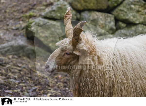 Zackelschaf / Wallachian sheep / PW-14740