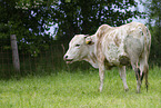 Zebu