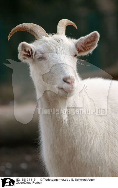 ZiegeZiege Portrait / goat portrait / SS-01115