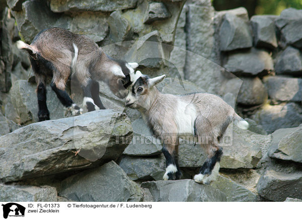 zwei Ziecklein / two young goats / FL-01373