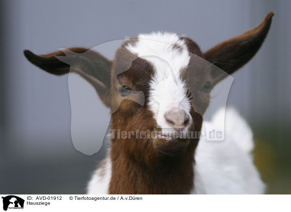 Hausziege / domestic goat / AVD-01912