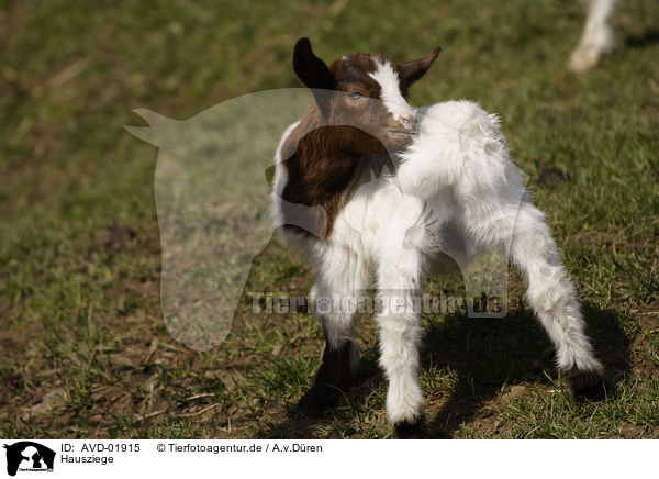 Hausziege / domestic goat / AVD-01915