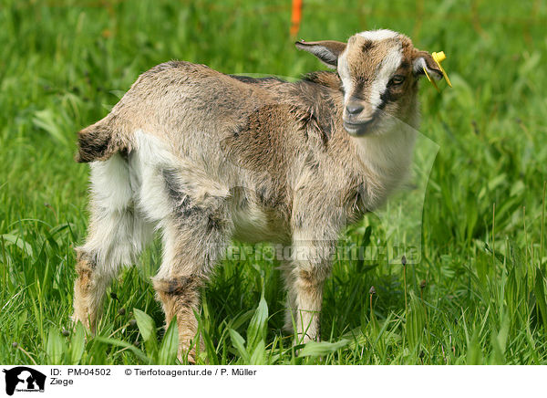 Ziege / goat / PM-04502