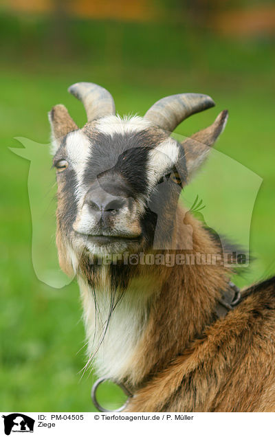 Ziege / goat / PM-04505