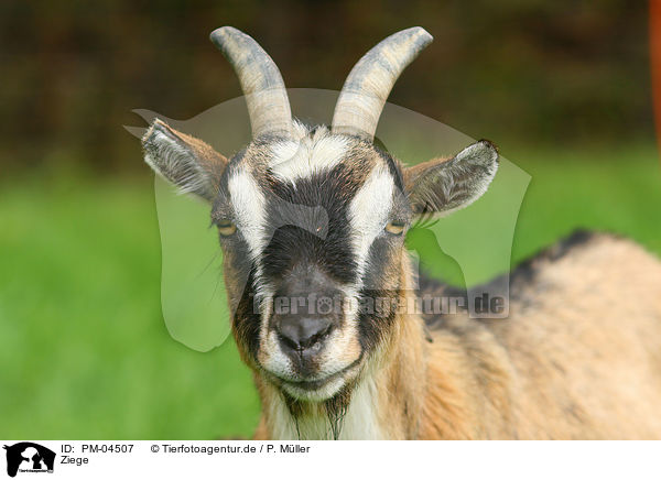 Ziege / goat / PM-04507
