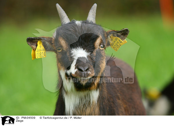 Ziege / goat / PM-04509