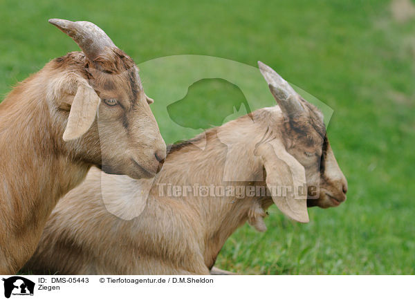 Ziegen / goats / DMS-05443