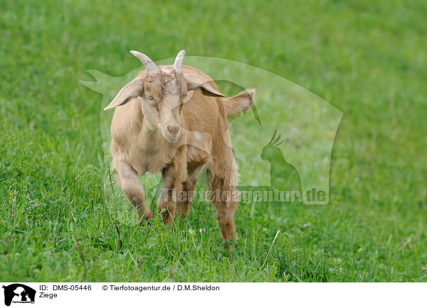 Ziege / goat / DMS-05446