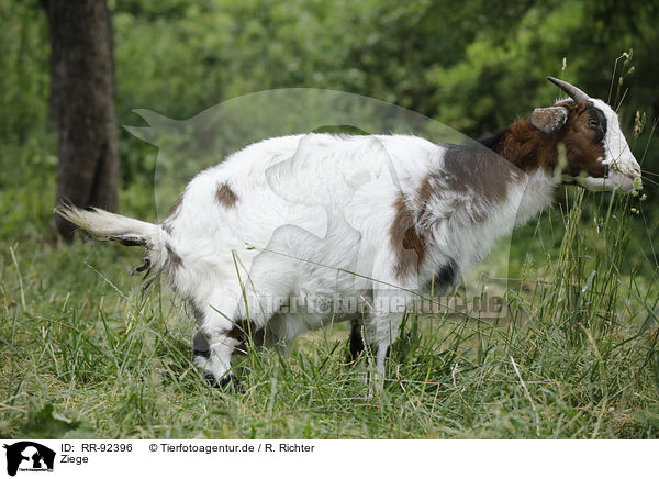Ziege / goat / RR-92396