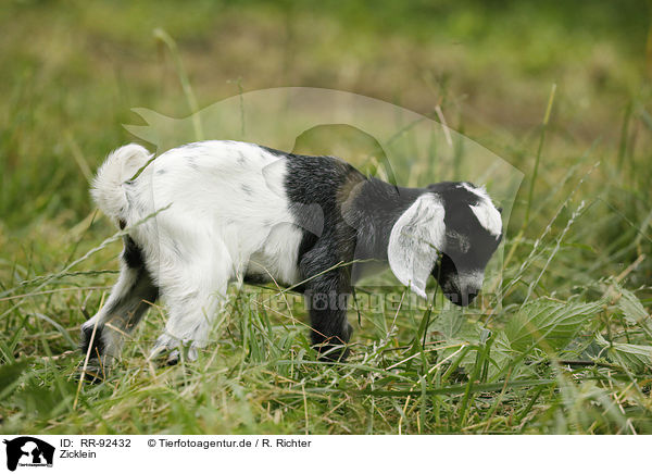 Zicklein / little goat / RR-92432