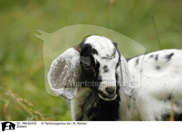 Zicklein / little goat / RR-92435
