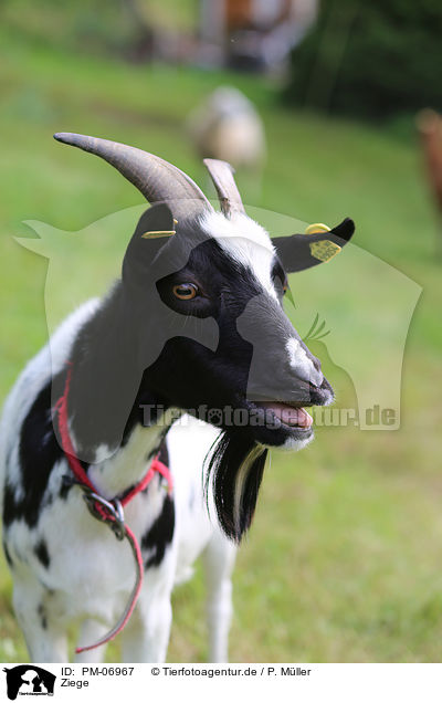 Ziege / goat / PM-06967