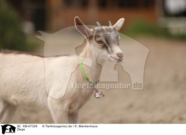 Ziege / goat / KB-07326