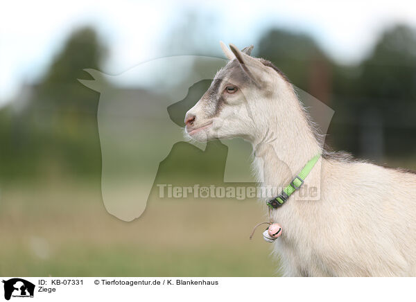 Ziege / goat / KB-07331