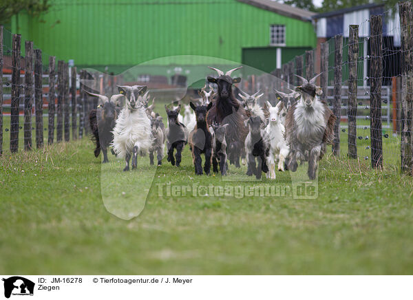 Ziegen / goats / JM-16278
