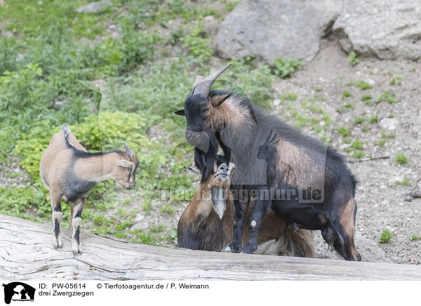 drei Zwergziegen / three pygmy goats / PW-05614