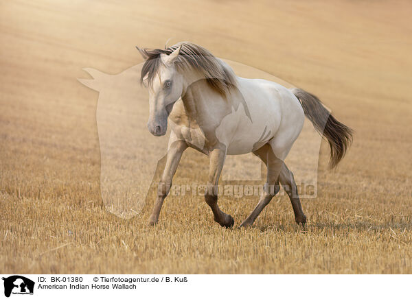 American Indian Horse Wallach / BK-01380