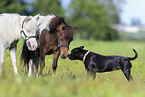 American Miniature Horse mit Hund