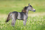 American Miniature Horse Fohlen