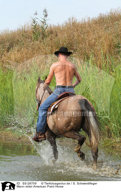 Mann reitet American Paint Horse / man rides American Paint Horse / SS-28709