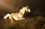 galoppierendes American Paint Horse