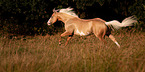 galoppierendes American Paint Horse