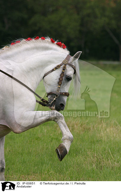 Andalusier / white horse / IP-00651