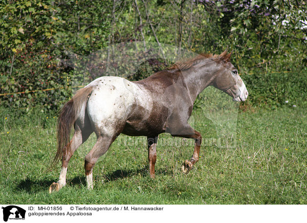 galoppierendes Appaloosa / MH-01856