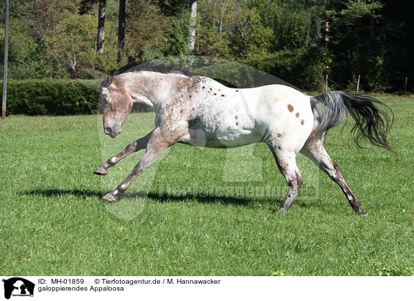 galoppierendes Appaloosa / MH-01859