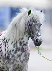 Europisches Appaloosa-Pony Portrait