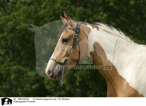 Araberpaint Portrait / horse head / RR-02057