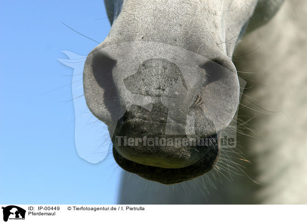 Pferdemaul / horsemouth / IP-00449