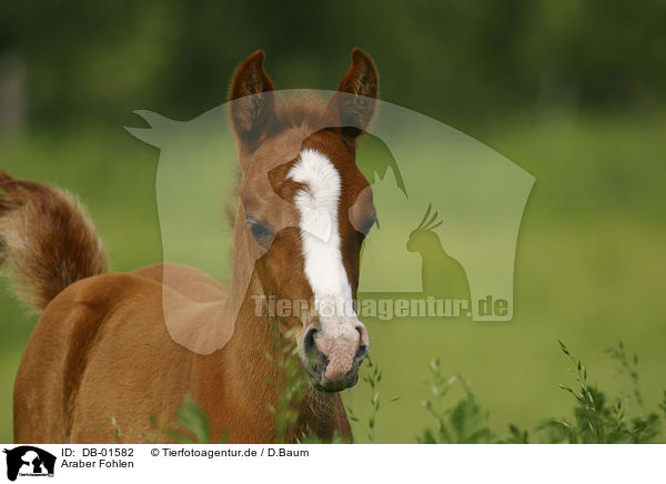 Araber Fohlen / arabian horse foal / DB-01582
