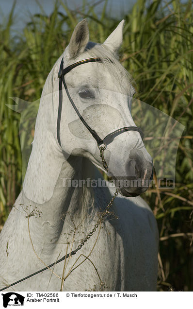 Araber Portrait / arabian horse portrait / TM-02586